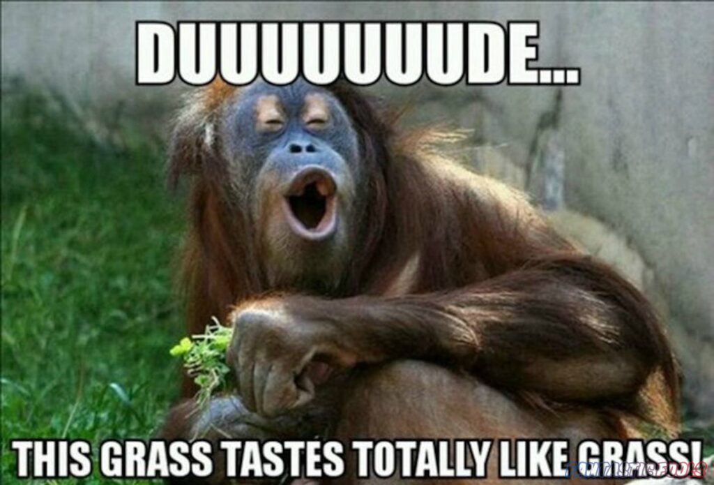 DUUUUUUUDE THIS GRASS TASTES TOTALLYLIKE GRASS