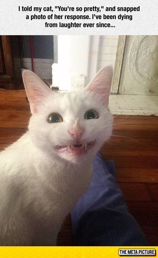 I Told My Cat You're So Pretty And Snapped A Photo Of Her Response I've Been Dying From Laughter Ever Since