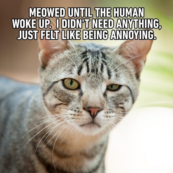 Meowed Until The Human Woke I Need Anything Just Felt Like Being Annoying