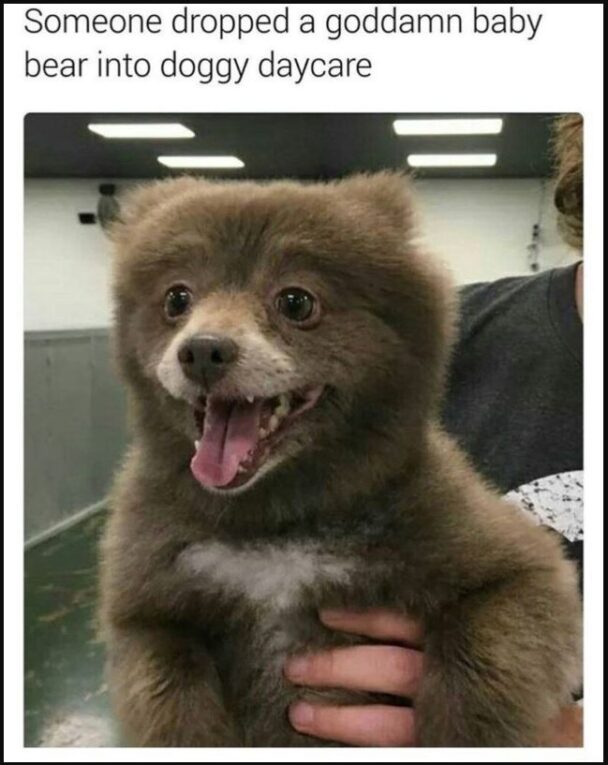 Someone Dropped A Goddamn Baby Bear Into Doggy Daycare