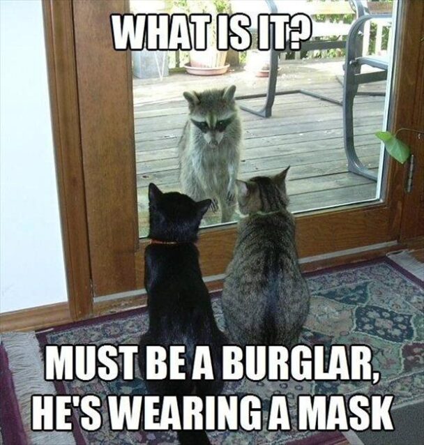 What Is Must Burglar Hes Wearing A Mask
