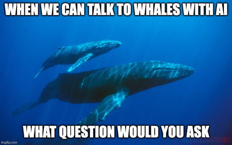 WHEN WE CAN TALK TO WHALES WITH A1 WHAT QUESTION WOULD YOU ASK