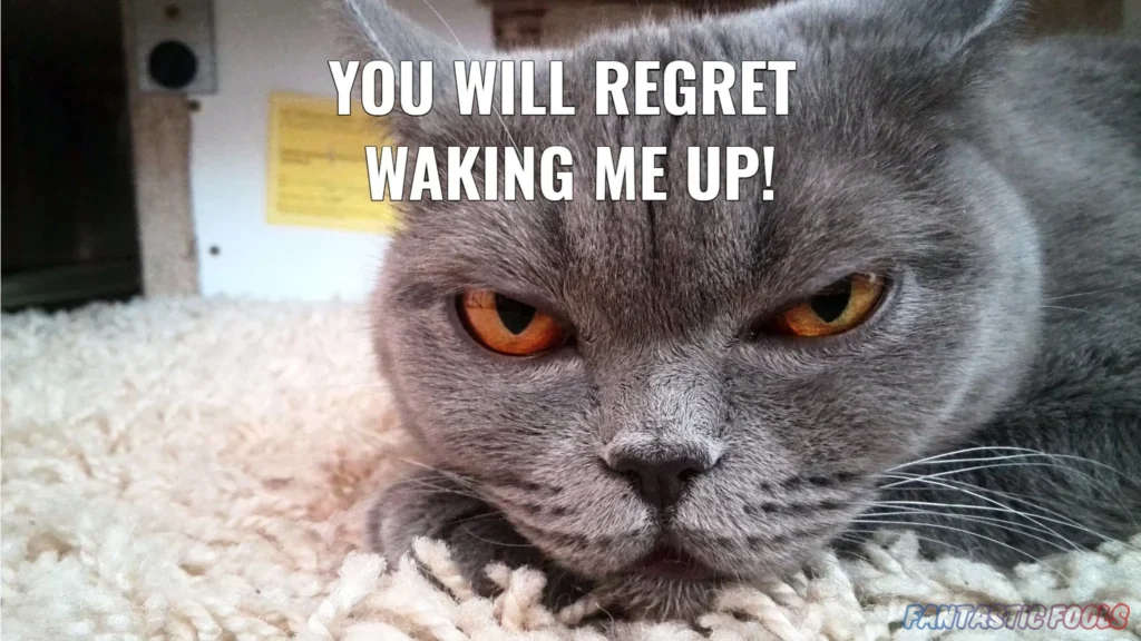 YOU WILL REGRET WAKING ME UP